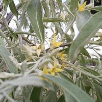 Цветущая маслина