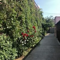 Амарант