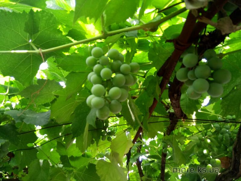 Частное домовладение Гроздь винограда